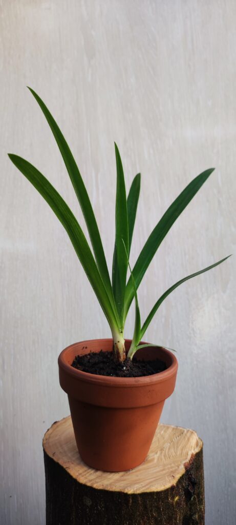 Agapanthus