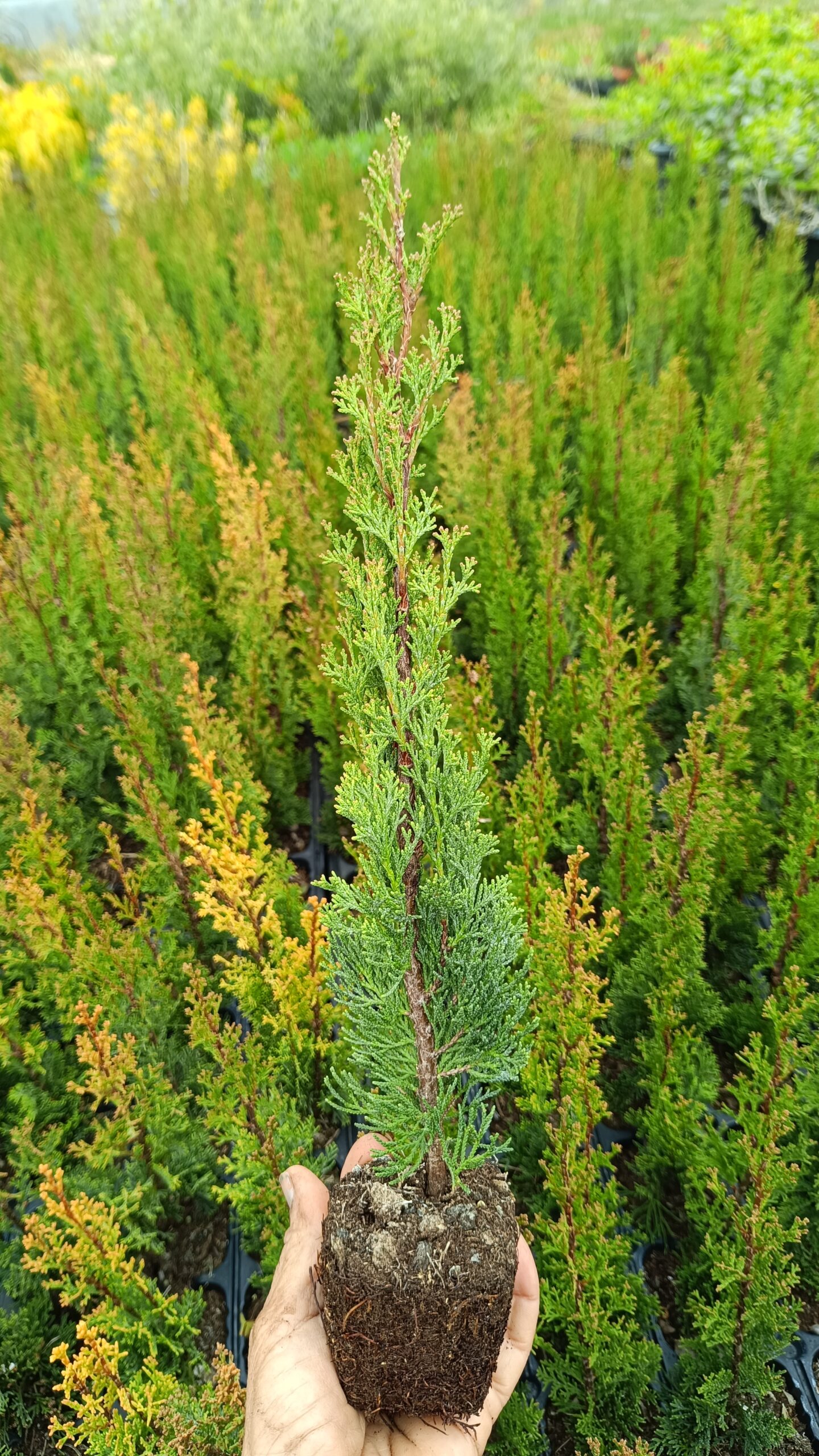 Ciprés Tótem (Cupressus sempervirens "Totem") - Imagen 3