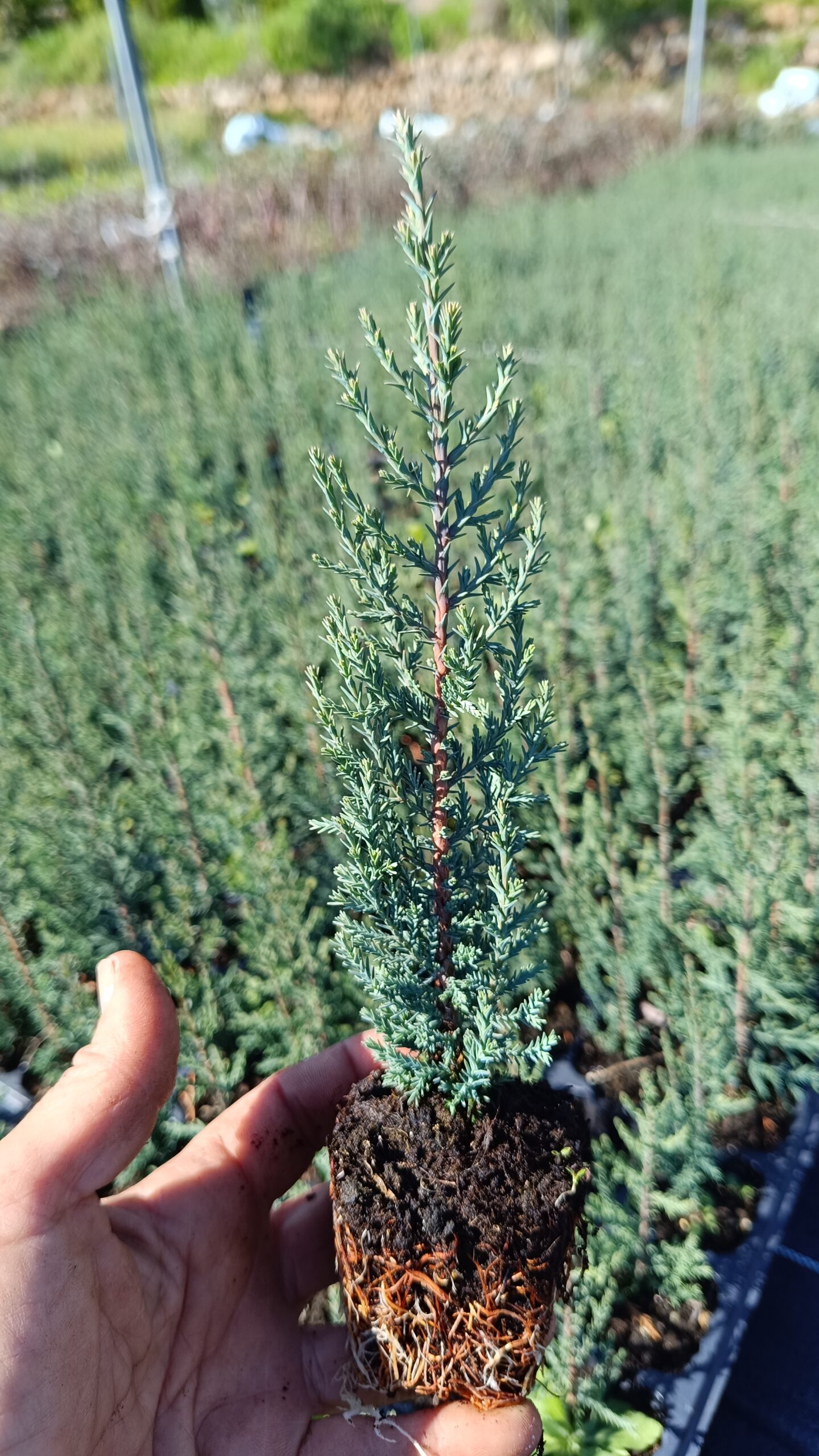 Ciprés Tótem (Cupressus sempervirens "Totem") - Imagen 2