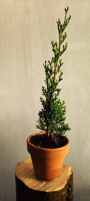 Ciprés Tótem (Cupressus sempervirens "Totem")
