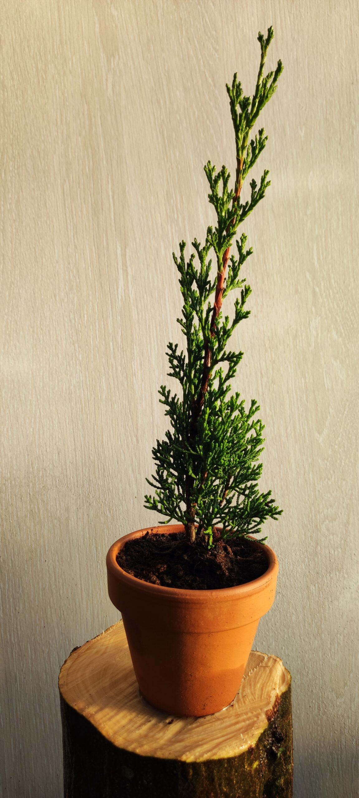 Ciprés Tótem (Cupressus sempervirens "Totem")