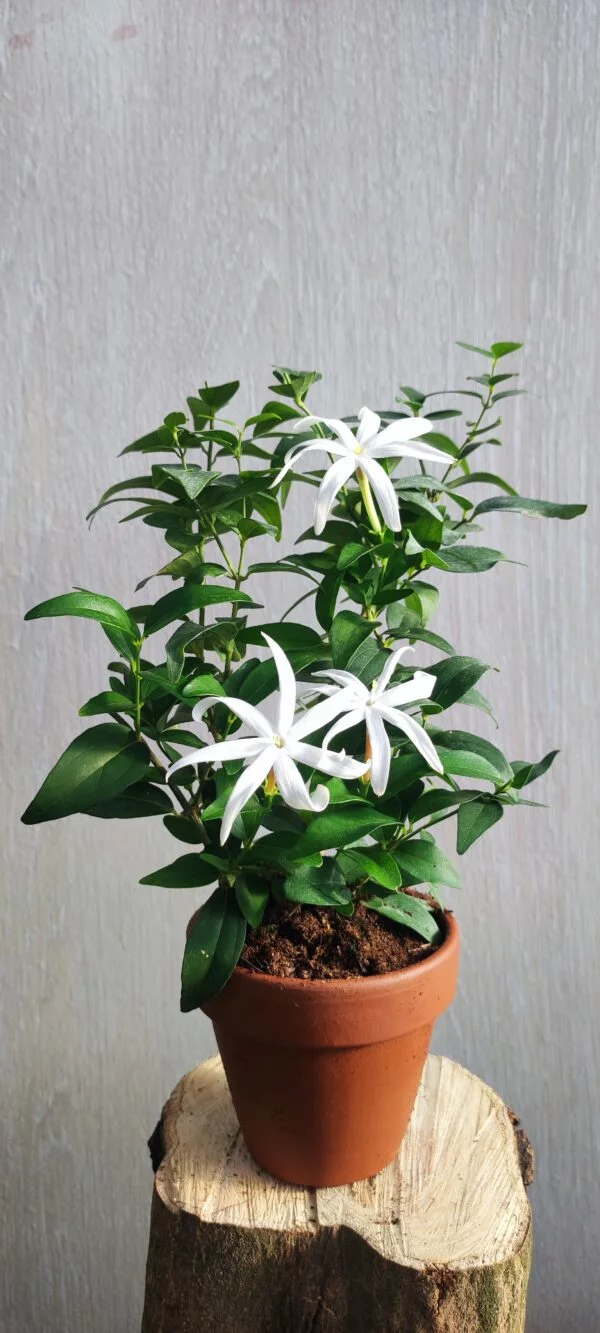 Jasminum multipartitum