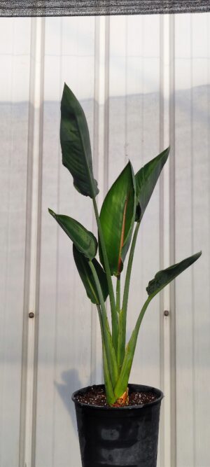 Ave del Paraiso (Strelitzia reginae)