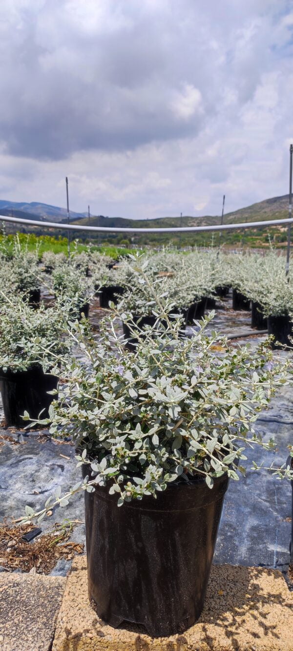Teucrium fruticans
