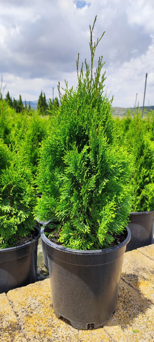 Tuya Esmeralda (Thuja o. Smaragd)