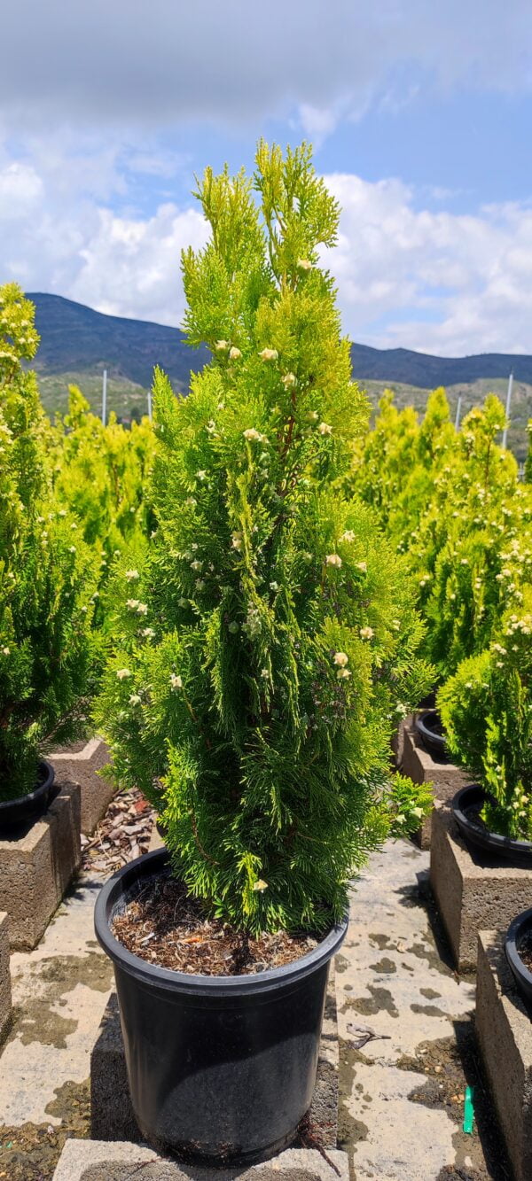 Tuya piramidal (Thuja piramidalys Aurea)