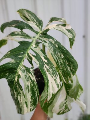 Monstera deliciosa albo variegata