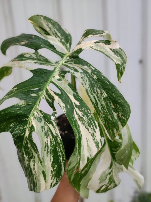 Monstera deliciosa albo variegata