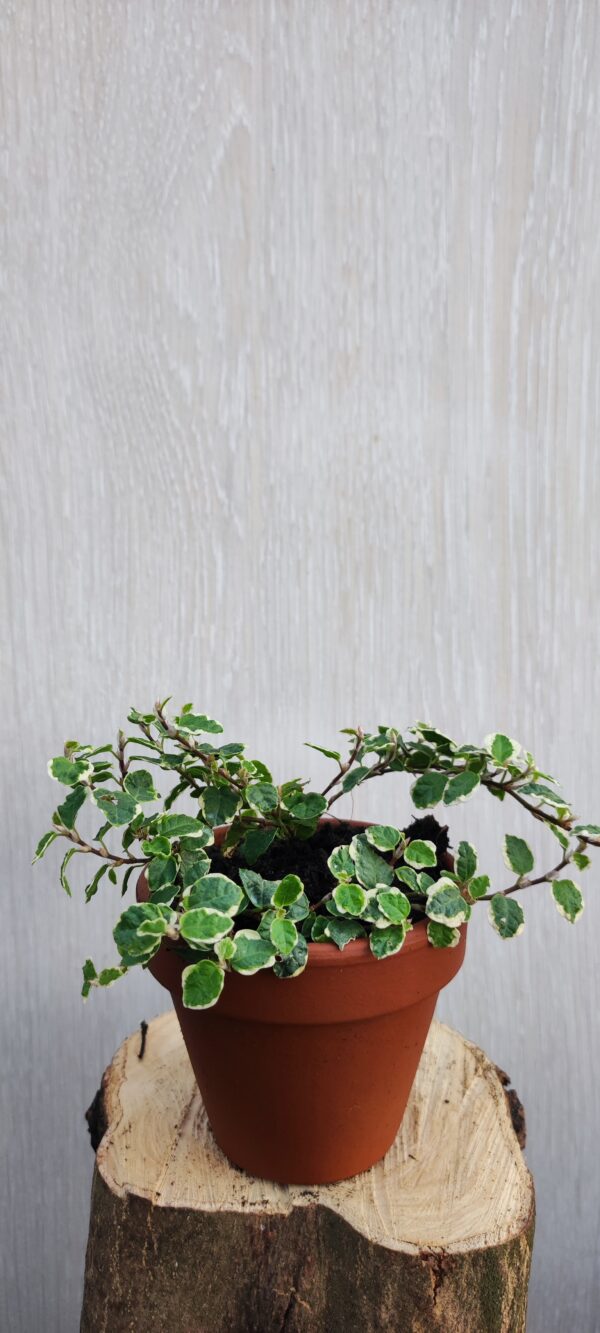 Ficus pumila variegata