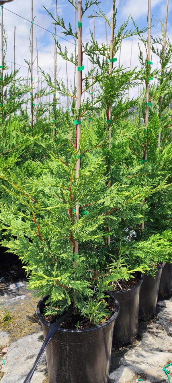 Leilandii (Cupressus x leylandii)