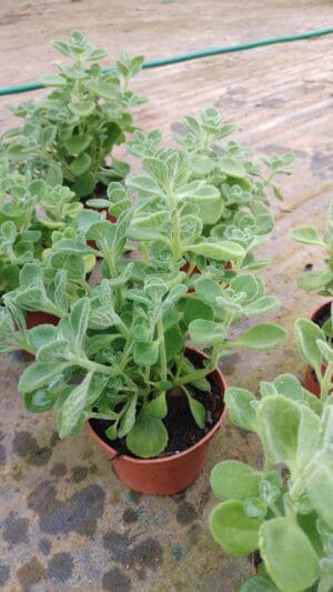Orégano orejón (Plectranthus amboinicus)