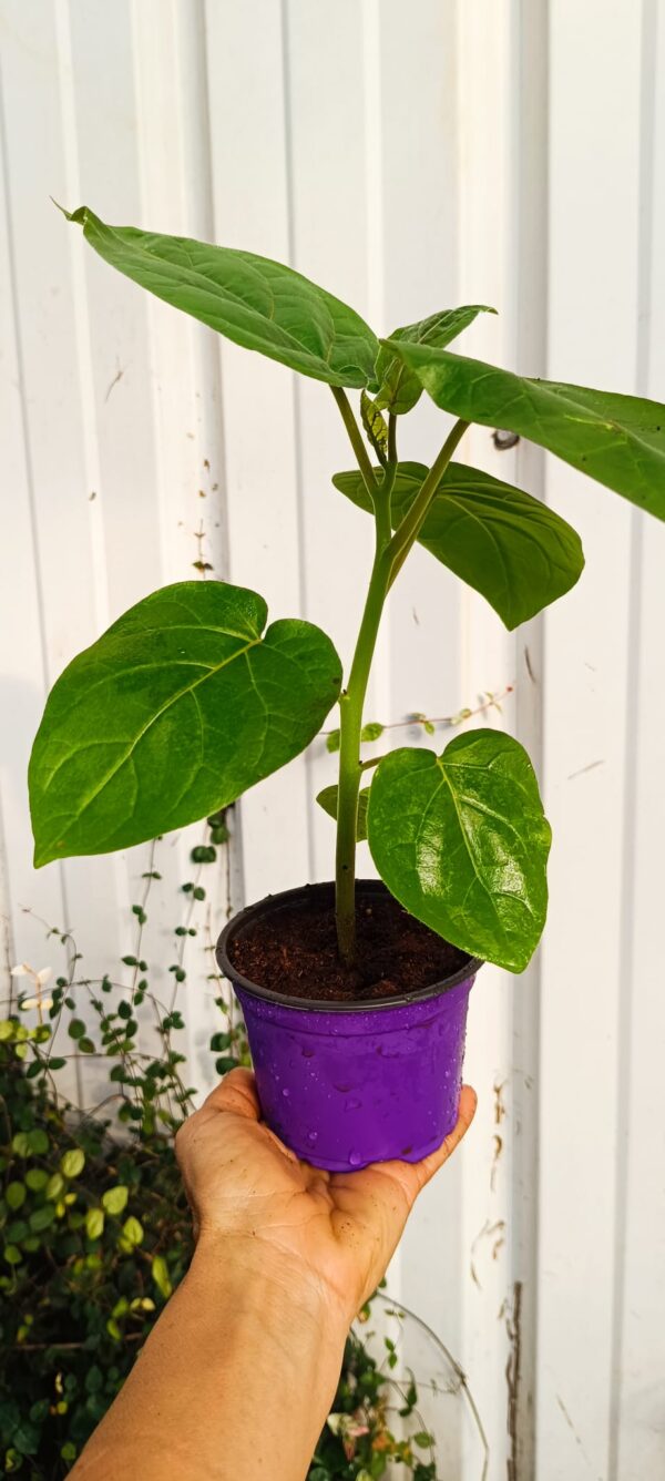 Tomate de árbol, Tamarillo (Solanum betaceum)